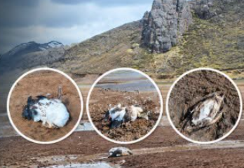 ALERTA AMBIENTAL EN ANTABAMBA: REPORTAN MORTANDAD DE AVES SILVESTRES EN LAS LAGUNAS DE HUACULLO